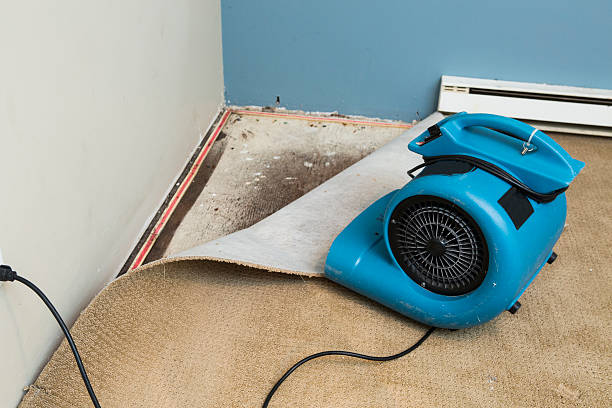 Best Professional water damage repair  in Silver Springs Shores, FL